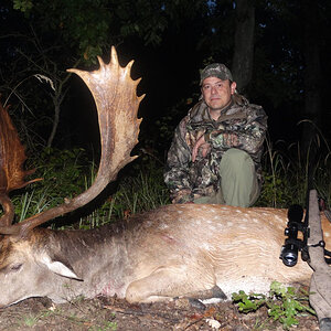 Fallow Deer Hunting Romania