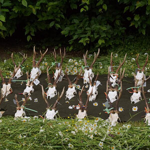 Roe Deer Skulls