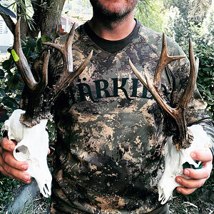 Roe Deer Skulls