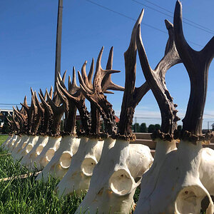 Roe Deer Skulls