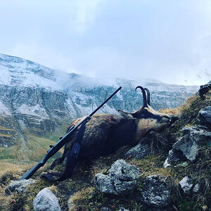 Chamois Hunting Romania