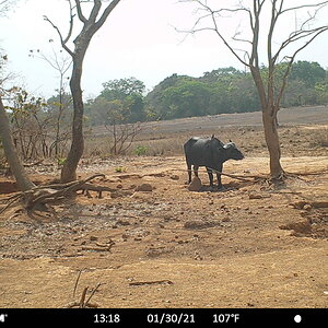 Old Central African Buffalo