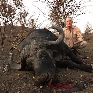 Buffalo Hunting Matetsi Zimbabwe