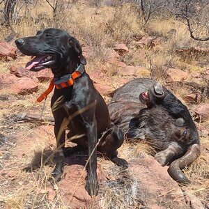 Blue Wildebeest Hunting Limpopo South Africa