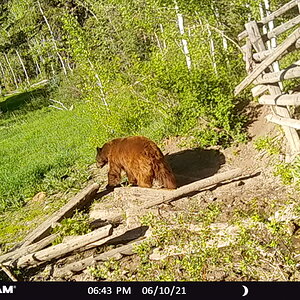 Black Bear Trail Cam