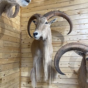 Aoudad Shoulder Mount Taxidermy