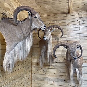 Aoudad Shoulder Mount Taxidermy