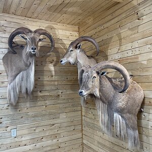 Aoudad Shoulder Mount Taxidermy