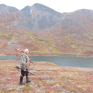 Caribou Hunting Alaska