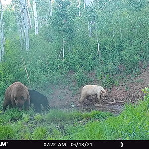 Black Bears