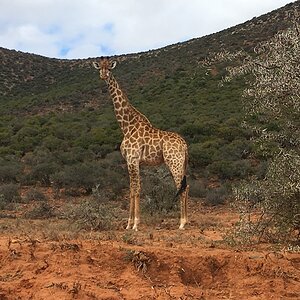 Giraffe Eastern Cape South Africa