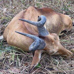 Lichtenstein Hartebeest Hunt Tanzania