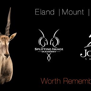 Eland Mounting & Finishing Splitting Image Taxidermy