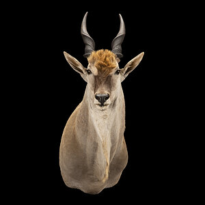 Eland Shoulder Mount Taxidermy