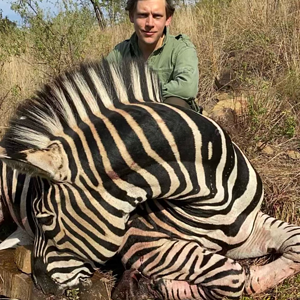 Hartmann's Zebra Hunt Eastern Cape South Africa