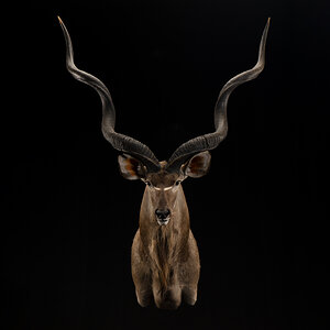 Kudu Shoulder Mount Taxidermy