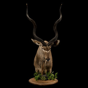 Kudu Pedestal Mount Taxidermy