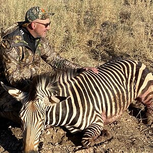 Hartmann's Zebra Hunting Namibia