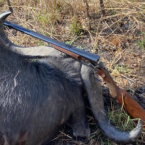 Buffalo Hunt Tanzania