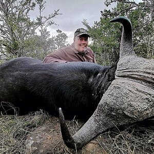 Buffalo Hunting South Africa