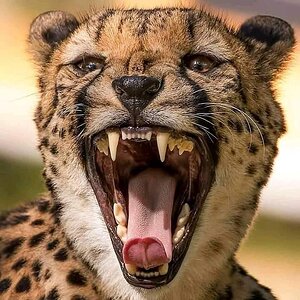 Cheetah in the Serengeti National Parks