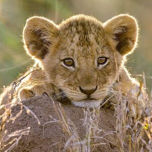 Lion cub