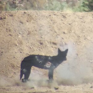 Coyote Target 300 Meter