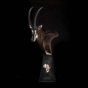 Sable Pedestal Mount Taxidermy