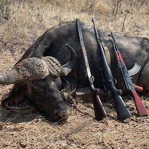 Buffalo Hunt Zimbabwe