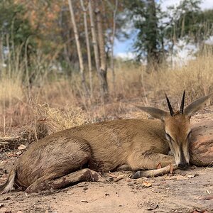 Duiker Hunting Zimbabwe