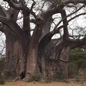 Baobab Tree Zimbabwe