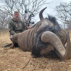 Blue Wildebeest Bow Hunt South Africa