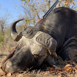 Unusual Buffalo Hunting South Africa