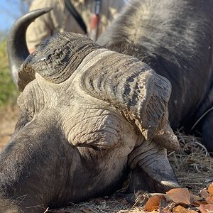 Unusual Buffalo Hunting South Africa