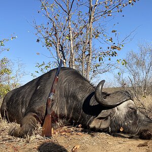 Unusual Buffalo Hunting South Africa