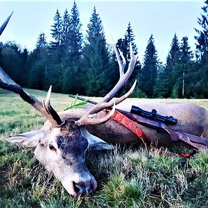 Red Stag Hunting Romania