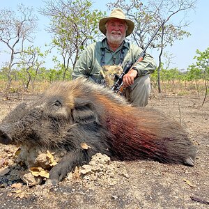 Bushpig Hunting Tanzania