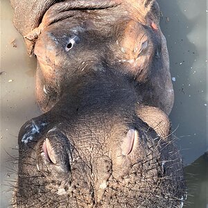 Hippo Hunting Tanzania