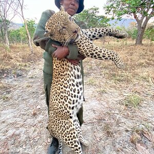 Hunting Leopard in Tanzania