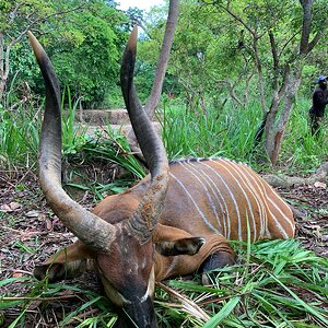 Top 5 SCI Bongo hunted in Central African Republic
