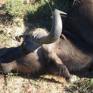 Buffalo Cow Hunting Grahamstown South Africa