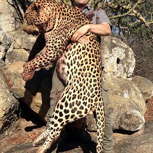 Leopard Hunt with hounds Zimbabwe