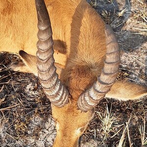 Puku Hunting Zambia