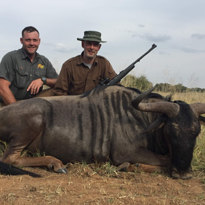 Blue Wildebeest Hunting