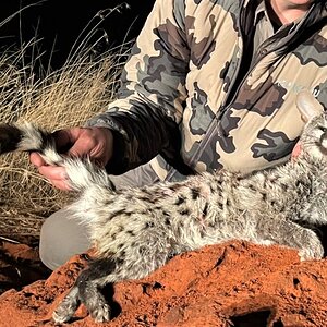 Spotted Genet Hunting Limpopo South Africa