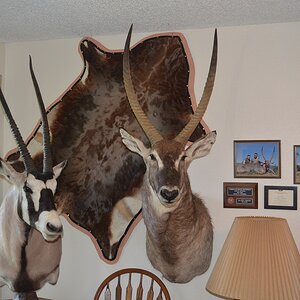 Waterbuck Shoulder Mount & Gemsbok Pedestal Mount Taxidermy