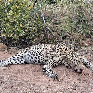 Leopard Hunting South Africa