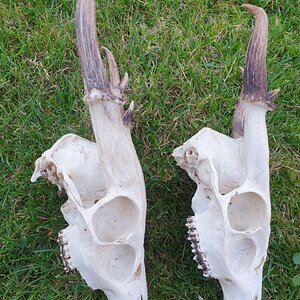 Muntjac Skulls