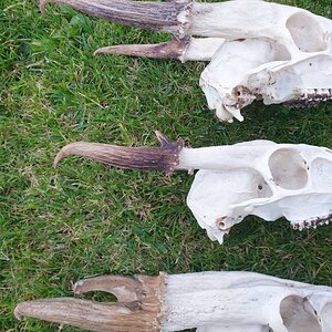 Muntjac Skulls