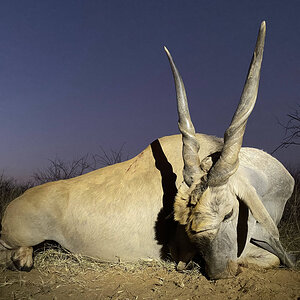 Eland Hunt Kalahari South Africa